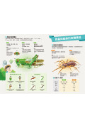 漫畫大英百科【生物地科1】：昆蟲與蜘蛛