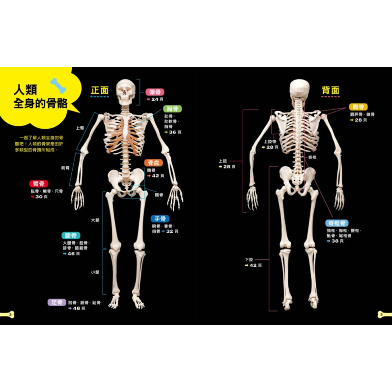 骨頭的祕密 徹底了解人體的構造